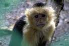 monkey-1.jpg image by FSUDave